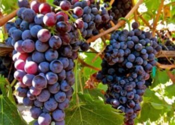 Παράταση έως 31 Δεκεμβρίου για την υποβολή δηλώσεων συγκομιδής σταφυλιών