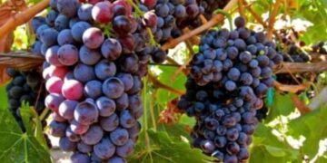 Παράταση έως 31 Δεκεμβρίου για την υποβολή δηλώσεων συγκομιδής σταφυλιών