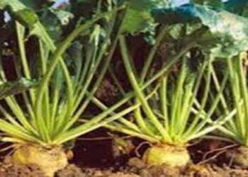 Αναρτήθηκαν οι καταστάσεις πληρωμής της Δράσης Σύστημα Ολοκληρωμένης Διαχείρισης στην παραγωγή των σακχαρότευτλων του έτους 2015