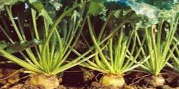 Αναρτήθηκαν οι καταστάσεις πληρωμής της Δράσης Σύστημα Ολοκληρωμένης Διαχείρισης στην παραγωγή των σακχαρότευτλων του έτους 2015