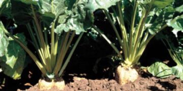 Αναρτήθηκε η κατάσταση δικαιούχων της δράσης «Σύστημα Ολοκληρωμένης Διαχείρισης στην παραγωγή σακχαρότευτλων έτους 2015»