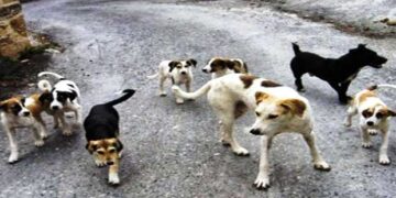 Ξηρά τροφή για τα αδέσποτα από τον Δήμο Εορδαίας – Ο Επίκαιρος καταγράφει