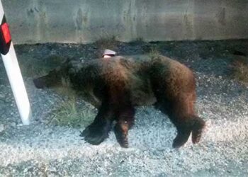 Απίστευτο: Δεύτερο τροχαίο με αρκούδα στο ίδιο σχεδόν σημείο της Εγνατίας μέσα σε….δύο ημέρες!