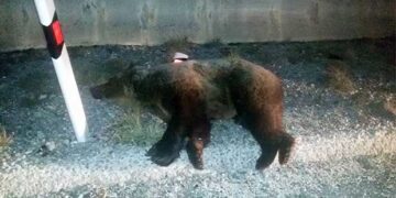 Απίστευτο: Δεύτερο τροχαίο με αρκούδα στο ίδιο σχεδόν σημείο της Εγνατίας μέσα σε….δύο ημέρες!