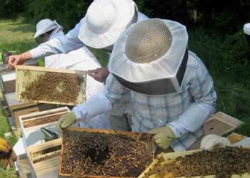 Ανακοίνωση του Μελισσοκομικού Συλλόγου Κοζάνης για την δήλωση κυψελών