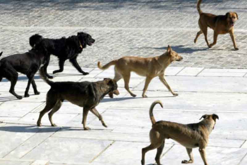 Επίθεση δεσποζόμενου σκύλου σε γυναίκα στην Πτολεμαΐδα