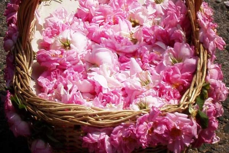 Παρουσίαση του Ροδόνερου με νέες προτάσεις χρήσης του, στην Πτολεμαΐδα