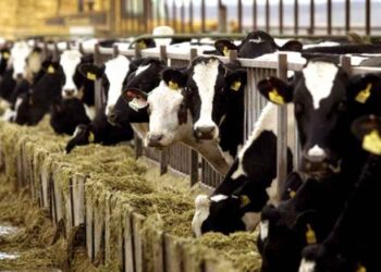 Εξαπλώνεται επικίνδυνα η βρουκέλλωση στο Ν. Κοζάνης – Η νόσος χτύπησε εκτροφή 100 μεγάλων ζώων στο Σισάνι