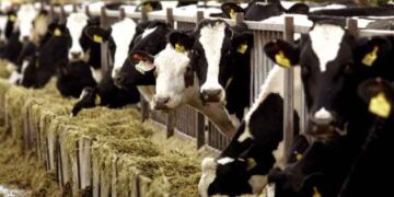 Εξαπλώνεται επικίνδυνα η βρουκέλλωση στο Ν. Κοζάνης – Η νόσος χτύπησε εκτροφή 100 μεγάλων ζώων στο Σισάνι