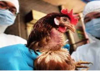 Δ/νση Κτηνιατρικής της Περιφέρειας Δυτικής Μακεδονίας: Οι εστίες της νόσου της Γρίπης των πτηνών αυξάνονται συνεχώς στη χώρα μας