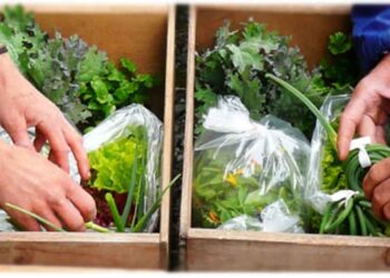 ΑΡΣΙΣ Κοζάνης: Ανοιχτή συζήτηση για την Κοινωνικά Υποστηριζόμενη Γεωργία, το Σάββατο