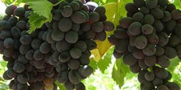 Υποβολή αιτήσεων εκδήλωσης ενδιαφέροντος για το Πρόγραμμα Αναδιάρθρωσης και μετατροπής των αμπελώνων για το 2017