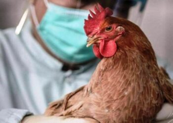 Κρούσμα της γρίπης των πτηνών στην Ακρινή Κοζάνης