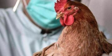 Κρούσμα της γρίπης των πτηνών στην Ακρινή Κοζάνης