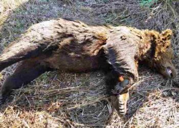 Νεκρή αρκούδα στη Φλώρινα, πιθανότατα δηλητηριασμένη