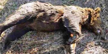 Νεκρή αρκούδα στη Φλώρινα, πιθανότατα δηλητηριασμένη