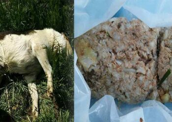 Έριξαν πάλι δηλητηριασμένα δολώματα στην Πτολεμαΐδα