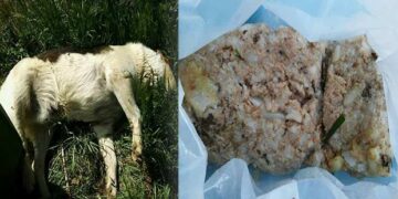 Έριξαν πάλι δηλητηριασμένα δολώματα στην Πτολεμαΐδα