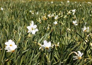 Γιορτή την Πρωτομαγιά με τους Νάρκισσους στην Πρέσπα