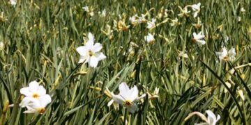 Γιορτή την Πρωτομαγιά με τους Νάρκισσους στην Πρέσπα