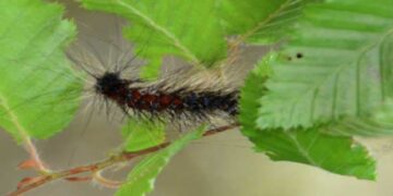 Επιδρομή κάμπιας με κράτος ‘θεατή’ – Σημαντικές ζημιές σε δάση και καλλιέργειες πολλών χωριών της Π.Ε. Κοζάνης