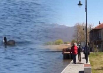 Αναζωογονήθηκε η Μικρολίμνη Πρεσπών – Ολοκληρώθηκε η ανάπλαση από το δήμο
