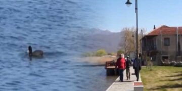 Αναζωογονήθηκε η Μικρολίμνη Πρεσπών – Ολοκληρώθηκε η ανάπλαση από το δήμο