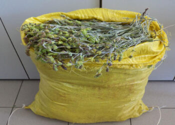 Συνελήφθη αλλοδαπός σε περιοχή της Φλώρινας για πάνω από 14 κιλά τσάι βουνού