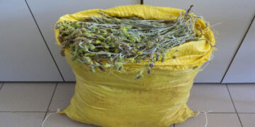 Συνελήφθη αλλοδαπός σε περιοχή της Φλώρινας για πάνω από 14 κιλά τσάι βουνού