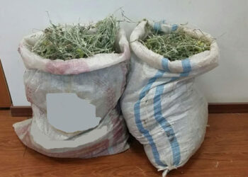 Φλώρινα: Συνελήφθησαν δυο άτομα για παράβαση της δασικής νομοθεσίας – Είχαν συλλέξει πάνω από 8 κιλά τσάι βουνού