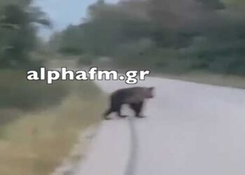 Αρκούδα «κόβει» βόλτες έξω από την Καστοριά (Βίντεο)