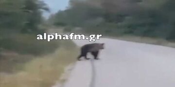 Αρκούδα «κόβει» βόλτες έξω από την Καστοριά (Βίντεο)
