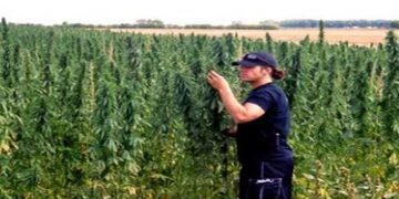 Ολόκληρο εργαστήριο χασίς στην Χλόη Καστοριάς – ΣΟΚ για αστυνομικούς και πολίτες – Ποδηλάτης καθημερινά πουλούσε μέσα στην Καστοριά ναρκωτικά