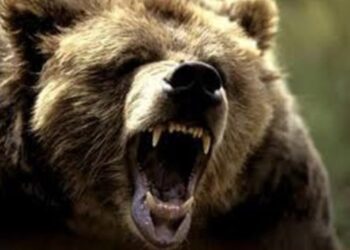 Καστοριά: Επίθεση αρκούδας σε κυνηγό που είχε βγάλει βόλτα τα σκυλιά του