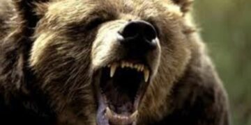 Καστοριά: Επίθεση αρκούδας σε κυνηγό που είχε βγάλει βόλτα τα σκυλιά του