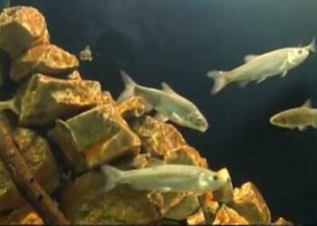 Εκπληκτικές εικόνες από το ενυδρείο της Καστοριάς – Δείτε το βίντεο του West Channel