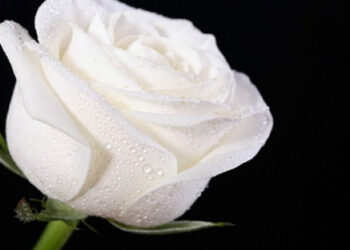 Συλλυπητήριο μήνυμα του δημοτικού συμβουλίου Γρεβενών για τον πρόωρο και άδικο χαμό του 2χρονου Νικήτα