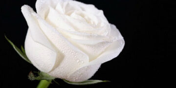 Συλλυπητήριο μήνυμα του δημοτικού συμβουλίου Γρεβενών για τον πρόωρο και άδικο χαμό του 2χρονου Νικήτα