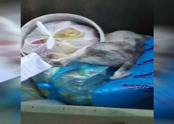 Μετά από περιστατικό με χτυπημένο σκυλάκι: Καταγγελία που εκθέτει τον πολιτισμό μας