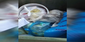 Μετά από περιστατικό με χτυπημένο σκυλάκι: Καταγγελία που εκθέτει τον πολιτισμό μας