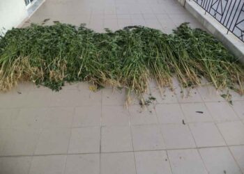 Φλώρινα: Εντοπίστηκαν και κατασχεθήκαν 1.650 δενδρύλλια κάνναβης