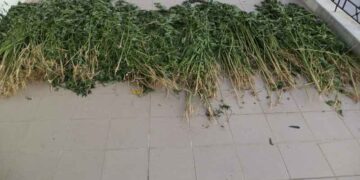 Φλώρινα: Εντοπίστηκαν και κατασχεθήκαν 1.650 δενδρύλλια κάνναβης