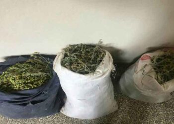 Φλώρινα: Κατασχέθηκαν 25 κιλά τσάι βουνού που συλλέχθηκε παράνομα