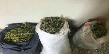 Φλώρινα: Κατασχέθηκαν 25 κιλά τσάι βουνού που συλλέχθηκε παράνομα