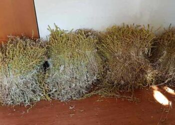 52χρονη είχε εκριζώσει και συλλέξει από τον Εθνικό Δρυμό Φλώρινας πάνω από 43 κιλά τσάι βουνού