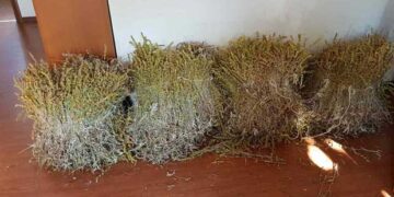 52χρονη είχε εκριζώσει και συλλέξει από τον Εθνικό Δρυμό Φλώρινας πάνω από 43 κιλά τσάι βουνού