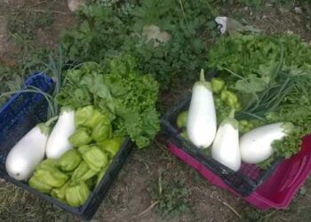 ΑΡΣΙΣ Κοζάνης: Υποβολή αιτήσεων καταναλωτριών/των για συμμετοχή στην 2η Ομάδα Κοινωνικά Υποστηριζόμενης Γεωργίας Κοζάνης