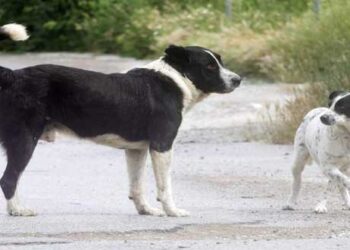 Ένα χωριό μόνο με αδέσποτα – Αναφορά στη Μαυροπηγή από την εφημερίδα «Καθημερινή»