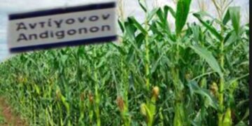 Μετ’ εμποδίων οι εργασίες του αγωγού TAP στο Αντίγονο Αμυνταίου – Αγρότες δεν αφήνουν τον εργολάβο να σκάψει σε σπαρμένα χωράφια