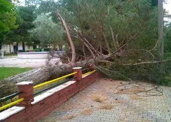 Δένδρα – θύματα της κακοκαιρίας του Σαββάτου – Aπό τα παραπολιτικά του Παλμού 19/07/2017